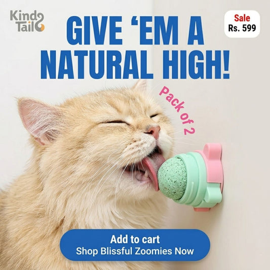 Catnip Wall-Mounted Treat Ball (Pack Of 2)